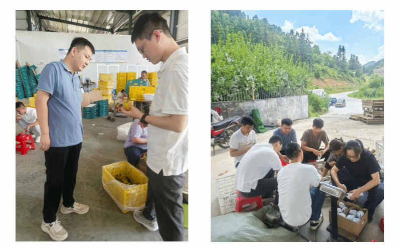 williamhill英国科技特派员赴九峰镇 为黄金柰李保鲜裂果支招
